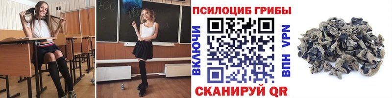 Псилоцибиновые грибы Psilocybe  Купить закладки  Северобайкальск 